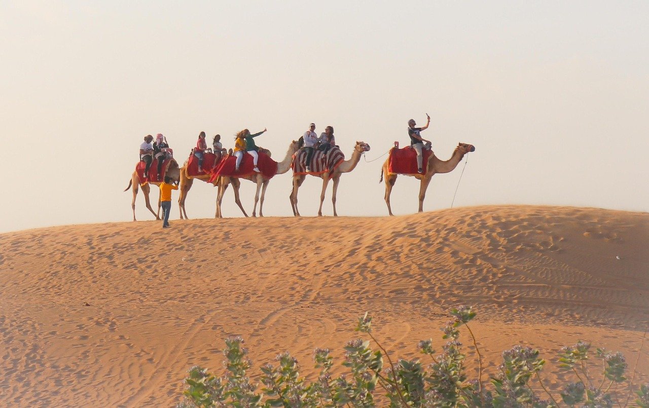 desert, safari, dubai, sand, nature, camel, arab, sunset, tourism, dry, animal, outdoors, emirates, vacations, safaris, wild, uae, travel, adventure, sun, landscape, sahara, dubai, dubai, dubai, dubai, dubai, emirates, uae
